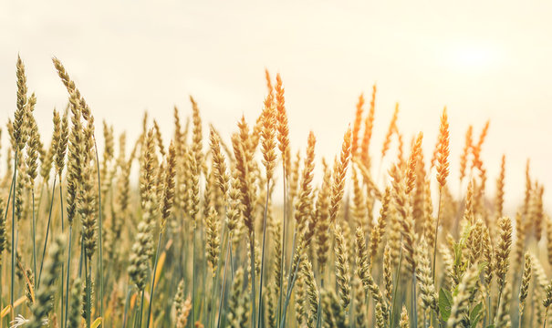 full of ripe grains, golden ears of wheat or rye close up on a blue sky background. The idea of a rich harvest concept. Rural landscape retro vintage style. used as background.