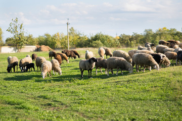 Sheep on the field