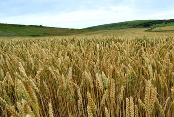 Wheat field