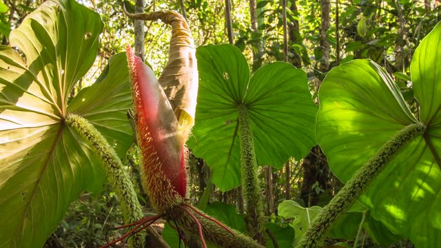 Time-lapse of sun shining through the leaves of a Philodendron vine in montane rainforest on the western slopes of the Andes near Mindo, Ecuador