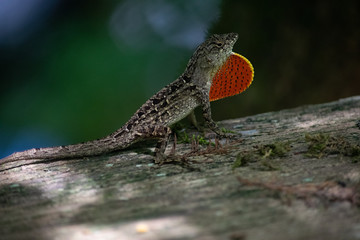 Gecko Lizard With Bright Orange Throat