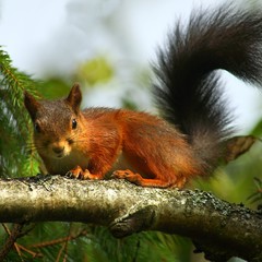 Squirrel on birch branch