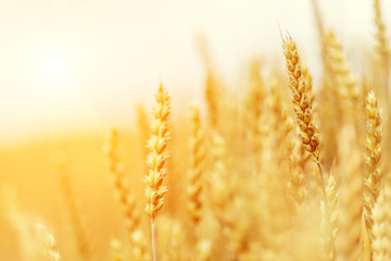 golden ears of wheat or rye, close up. under the influence of sunlight. majestic rural landscape Rich harves. small depth of field. Soft lighting effects. vintage creative filter.