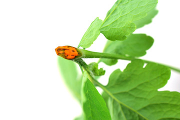 Chelidonium Majus Medicinal Plant. Also Greater Celandine, Nipplewort, Swallowwort or Tetterwort. Isolated on White Background.