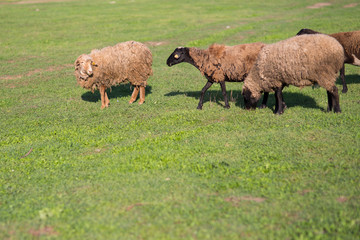 Fototapeta premium Sheep on the field