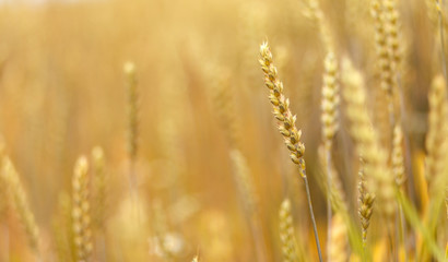 Obraz premium golden ears of wheat or rye, close up with drops of dew. majestic rural landscape under shining sunlight. Rich harvest Concept. small depth of field. Soft lighting effects. vintage style.