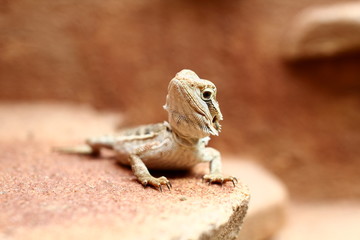 Bartagame 02