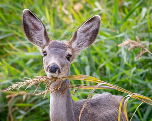 Mule deer doe in Eastern Oregon.