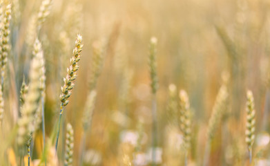 Fototapeta premium Wheat field. full of ripe grains, golden ears of wheat or rye close up. Rich harvest Concept. majestic rural landscape. Soft lighting effects