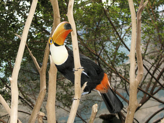 AVE TROPICAL TUCAN