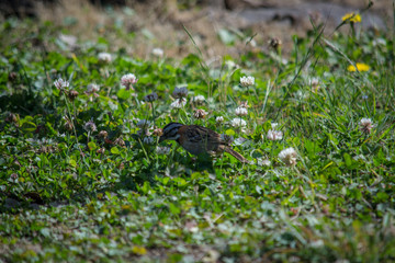 little bird on the grass