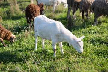 Obraz premium goats on the field