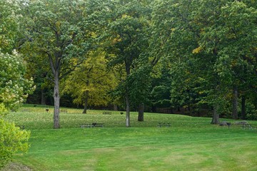Lake Hopatcong State Park, New Jersey, USA: A tranquil scene of picnic tables in the woods in autumn.