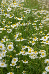 Fototapeta premium Daisy field
