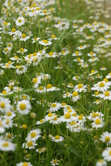 Daisy field