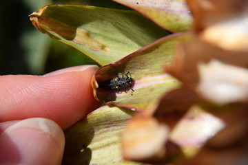 Ladybird larvae 