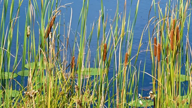 The reflections of cat tails and lily pads floating in the water at shore of lake in northern Minnesota