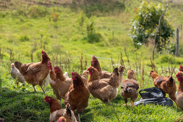 Red hens on green grass waiting to be fed. Typical of farm as reserve of animals for own consumption. Colombia