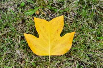 Autumn leaf tulip tree on green grass background