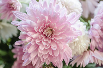 Multilobe pink and white chrysanthemums blooming closeup.