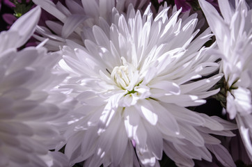 Multilobe big white chrysanthemums blooming closeup in dark