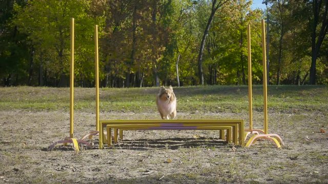 collie dog jumping at obstacle on agility training