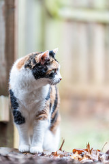Closeup profile of calico cat, curious, exploring, looking side scared near wooden fence by house backyard garden