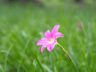 Zephyranthes grandiflora during the rain, blurred background, natural tones.