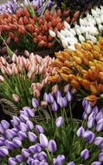 Tulips in a market