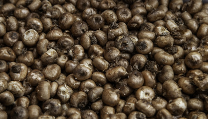 Bulbs in a market