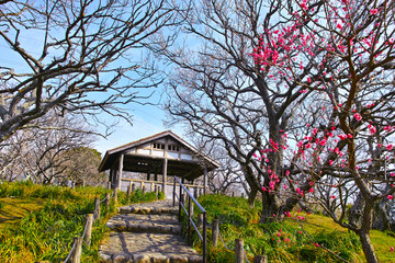 田浦梅林の風景