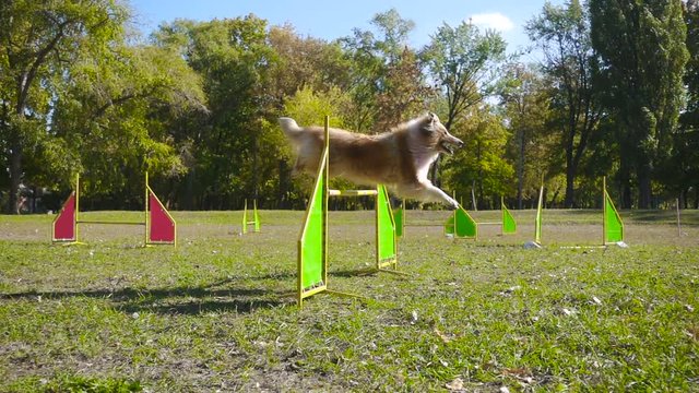 collie dog jumping at barrier on agility training