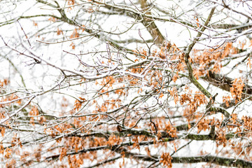 View from window on snowstorm, storm, snowing weather outside, outdoors with tree branches covered in snow in backyard, front yard, sky in Fairfax, Virginia