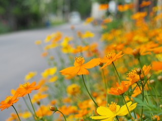 Many Mexican Aster or Yellow Cosmos Flower are on the sidewalk. The name of science is Cosmos bipinnatus