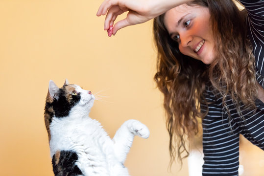 Young woman, pet owner teaching, training calico cat trick of standing up on hind legs, picking, food in room, doing trick with front paw, claws with hand holding treat, meat