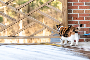 Back of curious standing calico cat, exploring, hunting, looking through railing of wooden, wood house, home deck covered in snow with brick wall