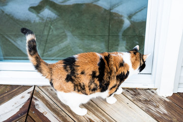 Closeup of stray calico cat standing outside by house, home wooden, deck, glass balcony door wanting, waiting, asking, begging to go inside - obrazy, fototapety, plakaty