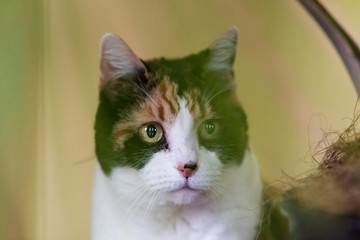 Fototapety na wymiar - Fototapeta24.pl