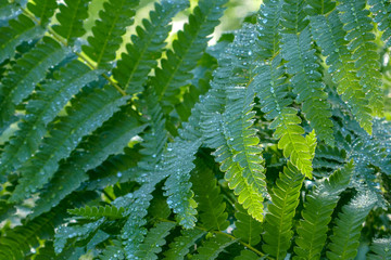 Summer_sunlight_on_ferns