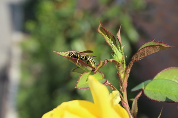 wasp on a rose