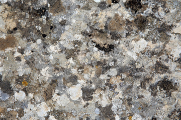 the texture of colorful lichen on the stone