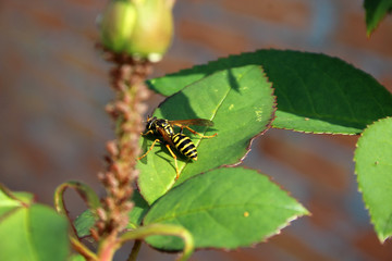 wasp on a flower
