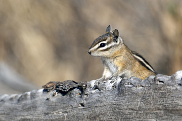 Chipmunk pops up behind log.
