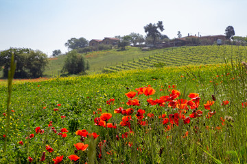 Naklejka premium Field of poppies