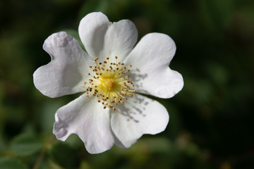 White wild rose in Tuscany