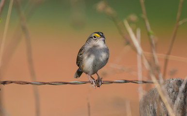 canary on a wire