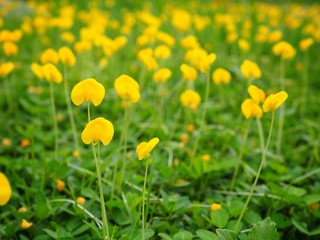 Pinto peanut and scientific name Arachis pintoi. Yellow flowers Originated in Brazil. The name is officially. "Amarillo beans" can be planted instead of lawns.