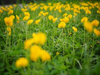 Pinto peanut and scientific name Arachis pintoi. Yellow flowers Originated in Brazil. The name is...