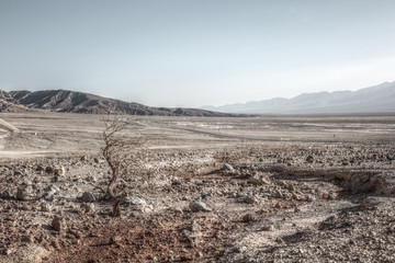 Wüstenlandschaft: USA