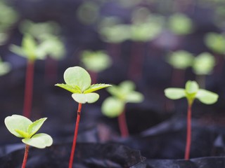 Small saplings in a black plastic drainage bag. For cultivation in plant concept, growth, environment.
